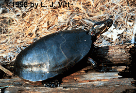 Tortuga pintada Chrysemys picta