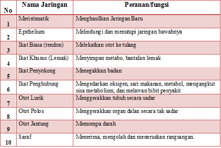  JARINGAN  PADA MANUSIA DAN HEWAN  Materi Pelajaran SMP Terbaru