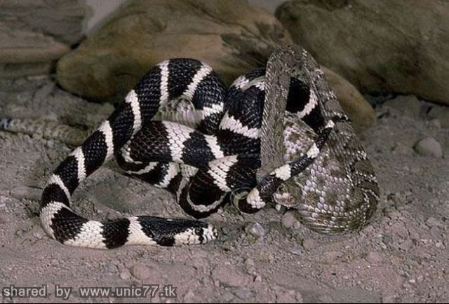 california_kingsnake_in_640_04.jpg (640×434)