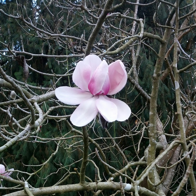A single pink hybrid Magnolia flower among the branches