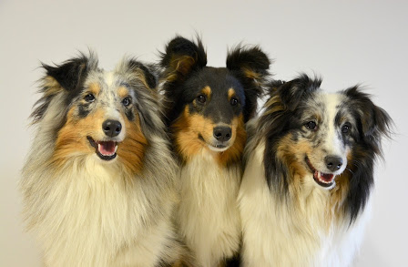 Perro pastor de Shetland