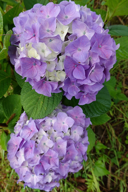 鳥取県西伯郡大山町宮内 アジサイ（紫陽花）