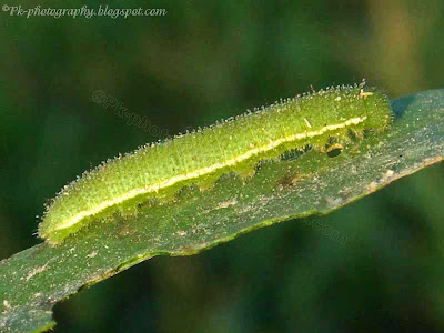 Common Grass Yellow Butterfly