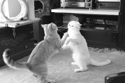 fighting cats!!! by _Xti_ from flickr (CC-NC)