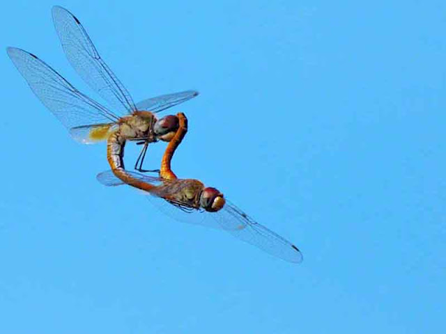 bugs, dragonflies, insects, mating, Okinawa, Japan