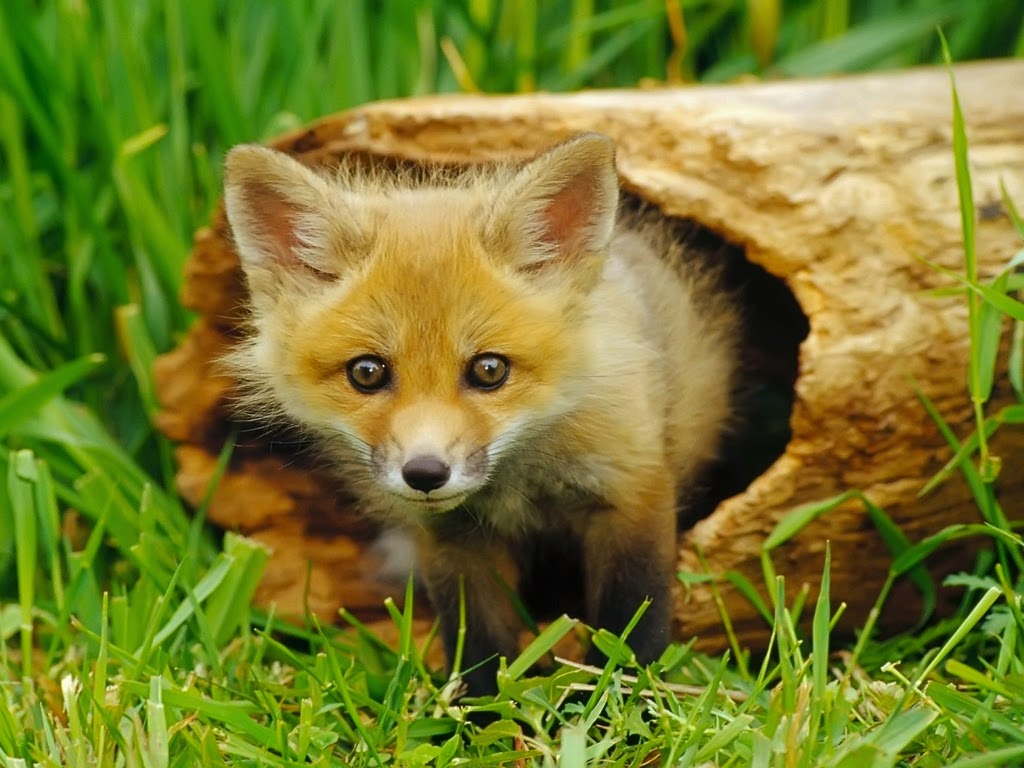 FOTOS MAMÍFEROS 2 EXCELENTE CALIDAD - imagenes animales mamiferos