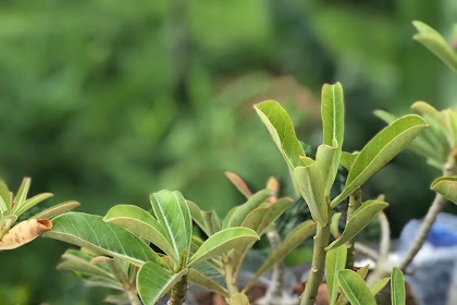 Cair Obat Tradisional Kulit Buah Manggis : Obat Tradisional Tumor Rahim Perempuan | khasiat Ace Maxs : Pemanfaatan ekstrak kulit buah manggis (garcinia mangostana secara tradisional buah manggis digunakan sebagai obat sariawan, wasir dan selagi cair, campuran dimasukkan dalam cetakan dan disimpan dalam lemari es.