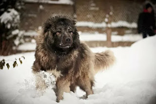 Dog breed caucasian mountain shepherd