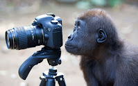 Fotos de encuentros entre fotógrafos y animales