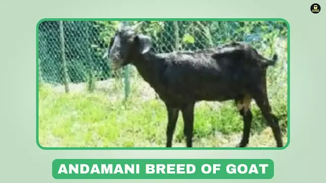 Andamani goat, meat goat,nbagr goat breeds, medium-sized goat, Andaman & Nicobar Islands goat breed, tropical goat, hot-humid climate goat, Middle Andaman, North Andaman