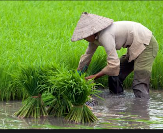 Anggota DPR Menghimbau Untuk Meningkatkan Sosialisasi Asuransi Pertanian