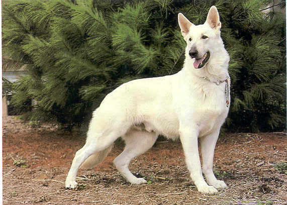 stud dog only. long haired german shepherd 