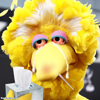 Funny Big Bird Pics