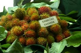 Rambutan Narmada