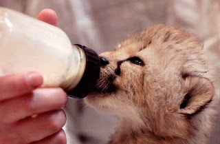 cheetah photo courtesy of the Enquirer, Leigh Taylor