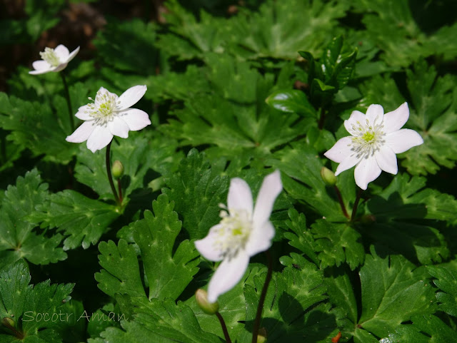 Anemone flaccida