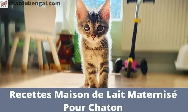 lait maternisé chaton