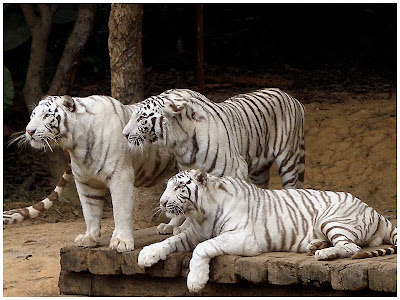 white tiger wallpaper widescreen