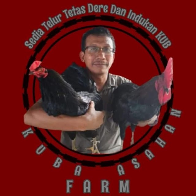 Zulkarnaen ASN Sukses Capai Omset Puluhan Juta Bisnis Ayam KUB