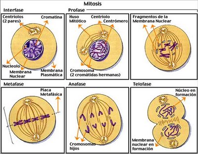 Welcome: gambar proses pembelahan mitosis