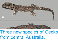 https://sciencythoughts.blogspot.com/2014/06/three-new-species-of-gecko-from-central.html