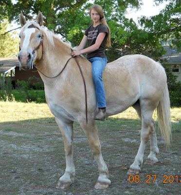 Girl riding big Belgian gelding bareback