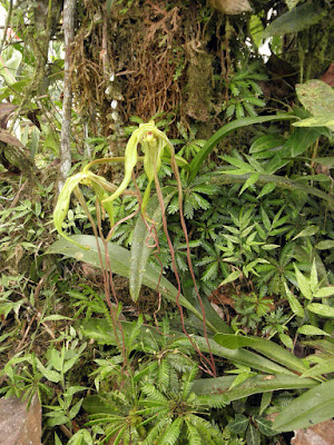 Phragmipedium lindenii care and culture