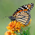 Monarch Butterfly