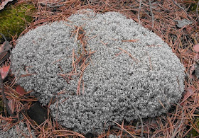 musgo caribu Cladonia rangiferina