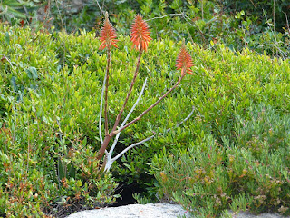 Aloe de Corse - Aloès de Corse