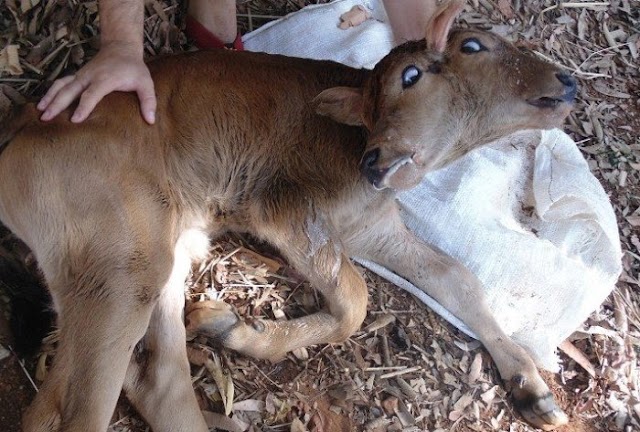 Bezerro nasce com duas cabeças no Sertão da Paraíba, mas não consegue se alimentar