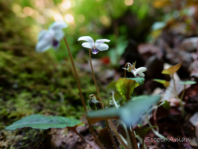 Viola maximowicziana