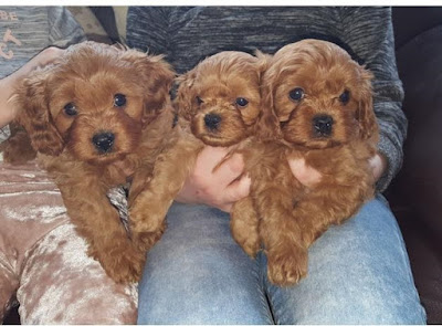 F1 vs F1b Cavapoo Temperament, Size, Lifespan, Adoption