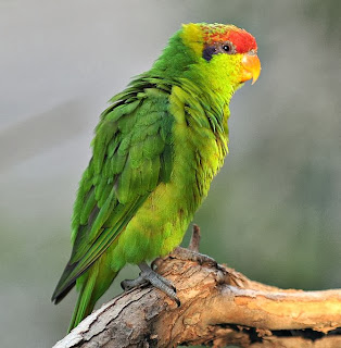 Foto burung perkici iris (Psitteuteles iris)