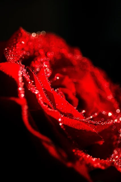 Essay on 'Rose', my knowledge to you dued