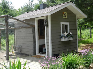 backyard, chicken, coop, backyard chickens, chicken coop