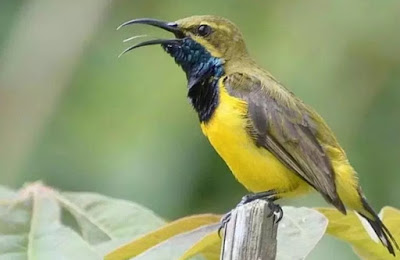 Burung sogok ontong