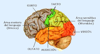 Regiones motoras y sensitivas de la corteza cerebral