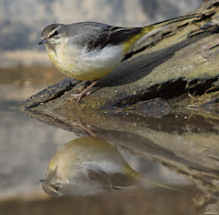 Lavandera cascadeña (Motacilla cinerea)