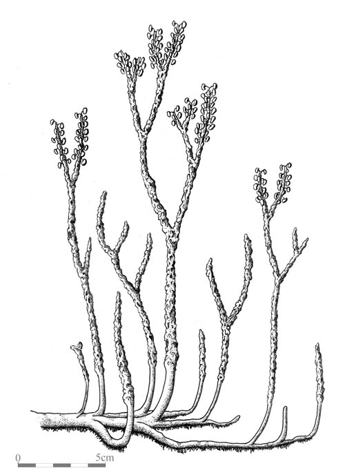 Zosterophyllophyta