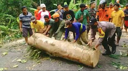  Akibat Angin Kencang Sejumlah Pohon Tumbang Di Jalan Raya Desa Jatisaba