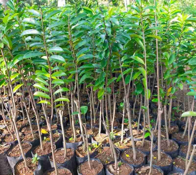 jual bibit sirsak merah terlaris valid produktifitasnya Kalimantan Barat