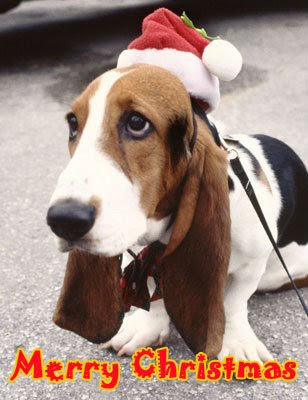 Hilarious Dog Christmas Greeting Cards