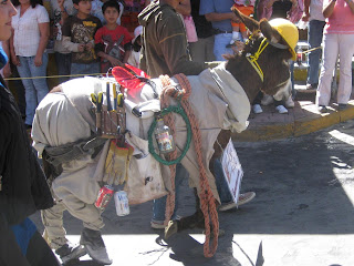 Funny Donkey Dressed Up