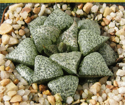 Haworthia picta