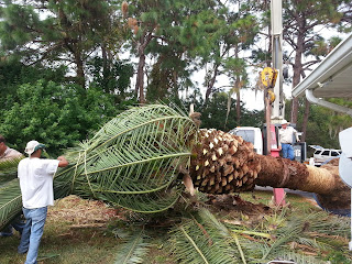 Phoenix canariensis