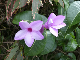 Cryptostège à grandes fleurs - Liane à caoutchouc - Cryptostegia grandiflora