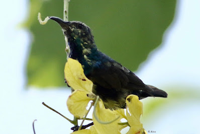 Purple Sunbird