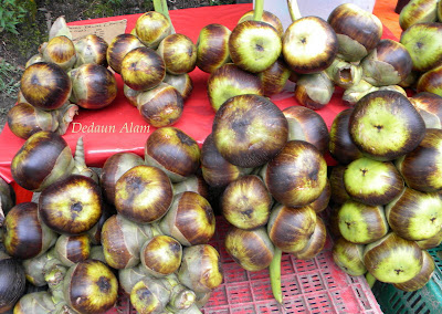 Mnidotcom: KHASIAT BUAH KELAPA LAUT (BORASSUS FLABELLIFERA)