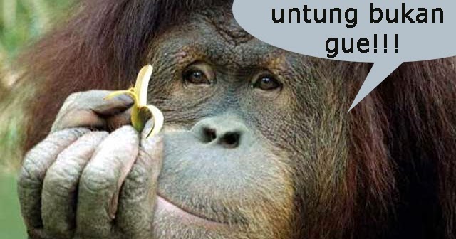 Cerita Lucu Hewan Buas